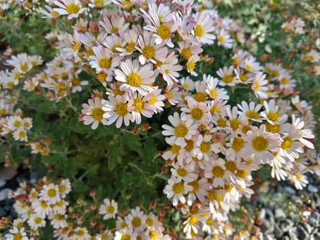 野菊 キク科,秋,小花の写真素材