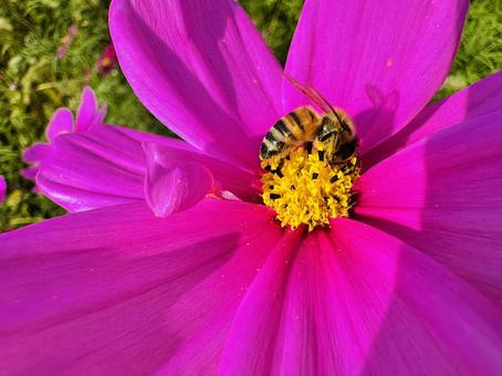 コスモス　コスモスパークの写真