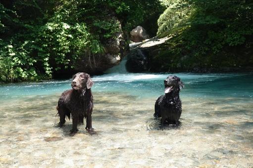 Photo, dog, large dog, retriever, 