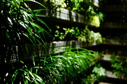 屋外観葉植物 屋外観葉植物の写真