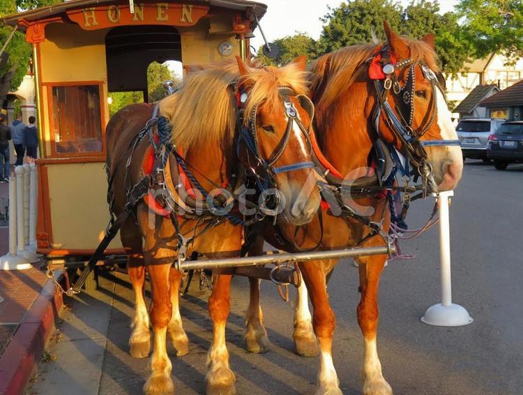 馬車に繋がれた2頭の馬 馬車,馬,ウマの写真素材