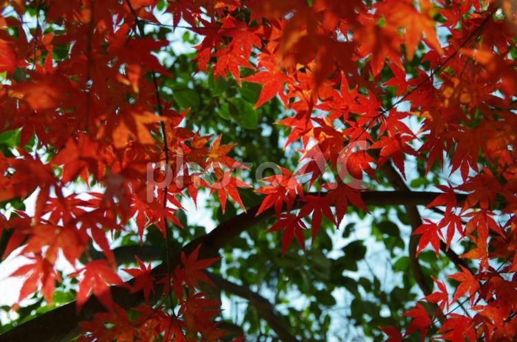 紅葉 紅葉,もみじ,かえでの写真素材