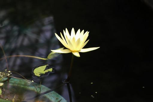 Water Lily, JPG