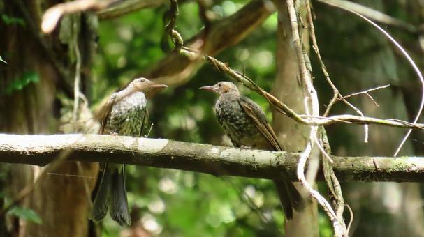Photo, wild bird, birdie, bird, 