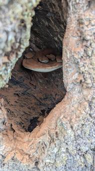 mushroom, JPG mushroom, JPG