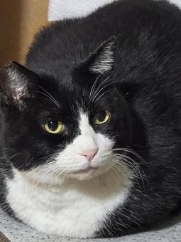 見つめる猫 猫,ネコ,地域猫の写真素材