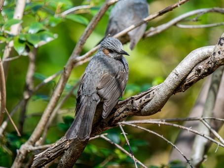 枝にとまるヒヨドリ 枝にとまるヒヨドリ ヒヨドリ,野鳥,鳥の写真素材