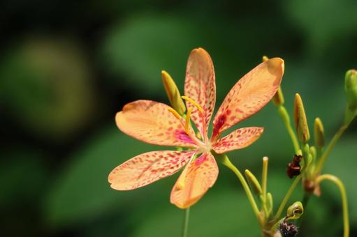 オレンジ色のヒオウギの花のアップ オレンジ色のヒオウギの花のアップの写真