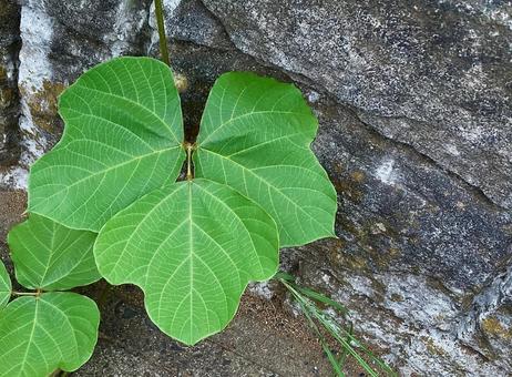 葉っぱと石垣 葉っぱと石垣の写真