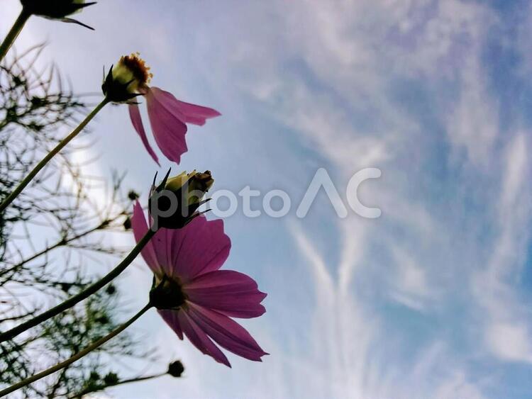 花 コスモスと秋空 秋桜 こすもす 乙女の純潔 調和 2 No 写真素材なら 写真ac 無料 フリー ダウンロードok