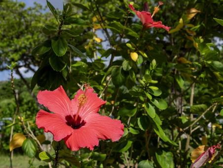 ハイビスカスの写真