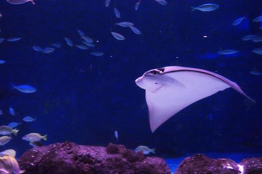 サンピアザ水族館の人気者 サンピアザ水族館の人気者の写真