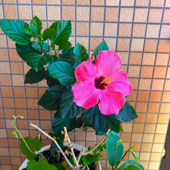 ハイビスカス ハイビスカス ハイビスカス,花,ピンクの写真素材