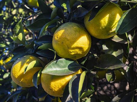 色づき豊かな柑橘の実り 柑橘,みかん,果実の写真素材