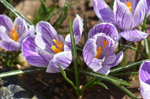 Crocus ①, JPG Crocus ①, JPG