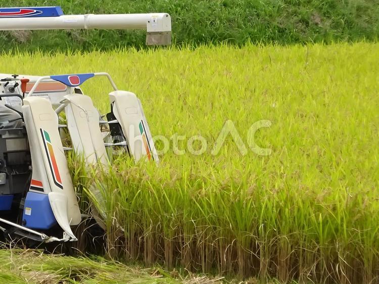 お米 コンバインで稲刈り、田んぼの風景2 コンバイン,お米,農機具の写真素材
