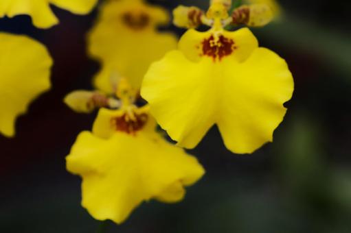 9月中旬のオンシジウムの花 9月中旬のオンシジウムの花の写真