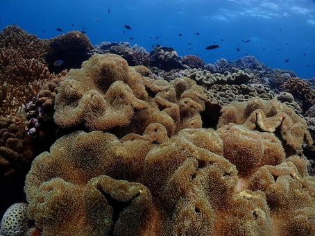沖縄の海 沖縄の海の写真