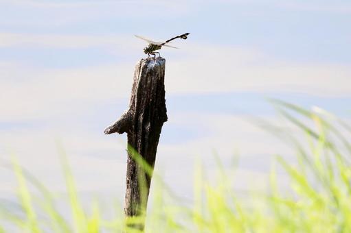 ウチワヤンマ ウチワヤンマの写真