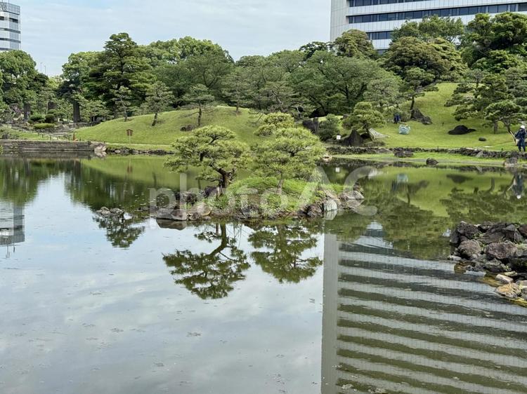 6月　旧芝離宮恩賜庭園 マツ,岩,庭石の写真素材