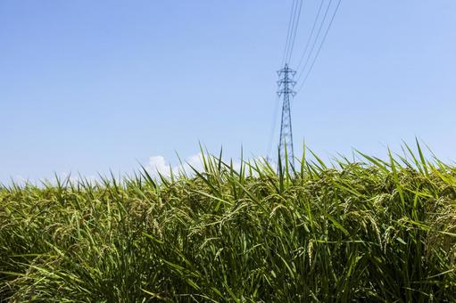 水田33(田原市) 水田33(田原市) 米,イネ,田の写真素材