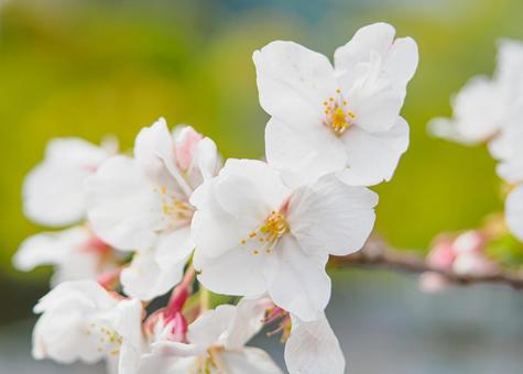 桜の花イメージ サクラ,春,自然の写真素材
