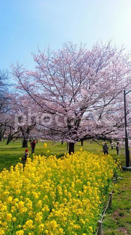 菜の花と桜 菜の花,桜,公園の写真素材