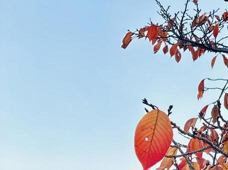 紅葉と青空 青空,水色,紅葉の写真素材