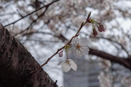 桜 桜の写真