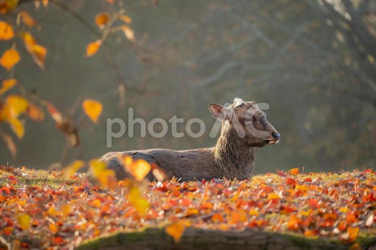 奈良 - 【奈良公園の鹿と紅葉】 奈良,奈良公園,飛火野の写真素材