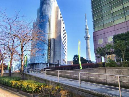 十二月の東京スカイツリー-35 十二月の東京スカイツリー-35 十二月,冬,東京スカイツリーの写真素材