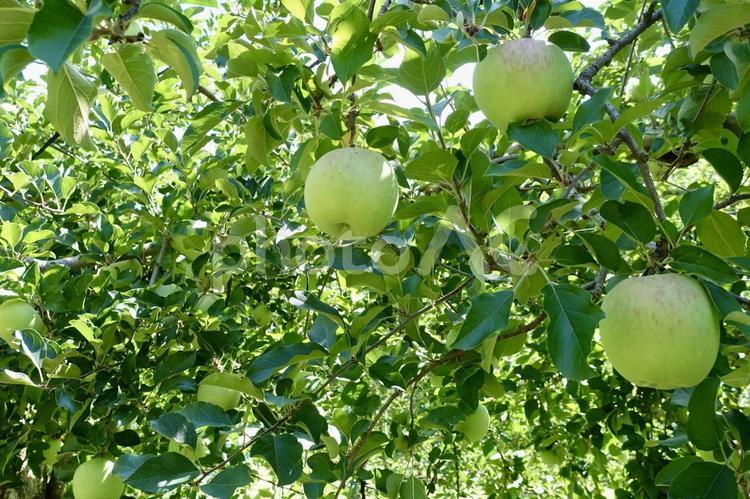 青いリンゴの実る木 青りんご,青,林檎の写真素材