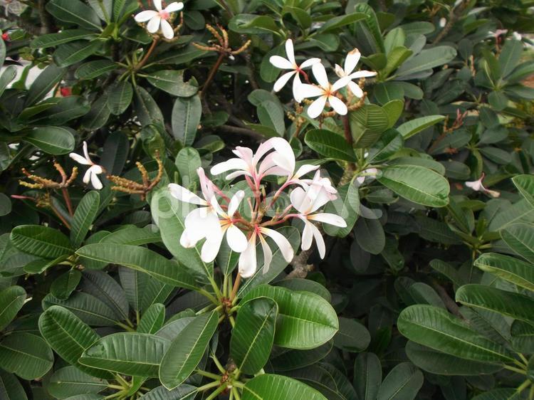 ホアヒンの花（タイのリゾート地） タイ,フアヒン,ホアヒンの写真素材