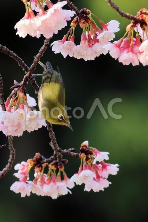 早咲きの桜とメジロ メジロ,桜,早咲きの写真素材