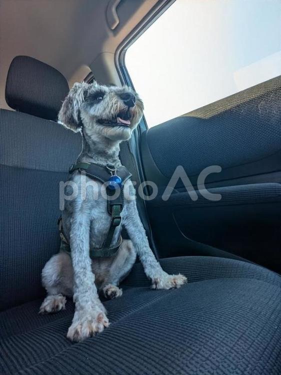 我が家のアイドル犬　車の旅編 犬,ミニチュアシュナウザー,シュナウザーの写真素材