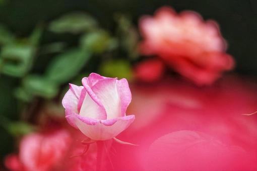 甘い香りに誘われて2の写真