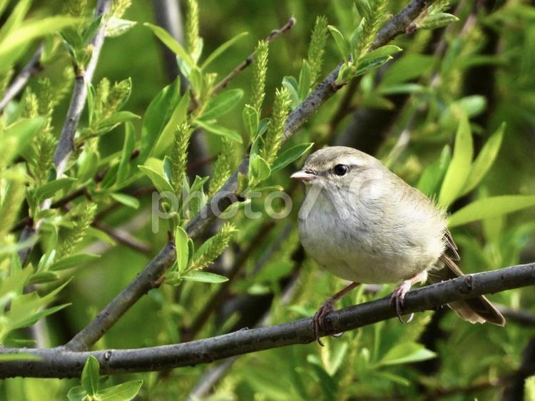 枝につかまるウグイス 鳥,野鳥,ウグイスの写真素材