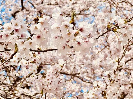 桜 桜の写真
