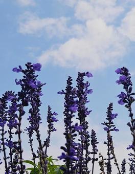 花の絨毯 自然,秋,栃木県の写真素材