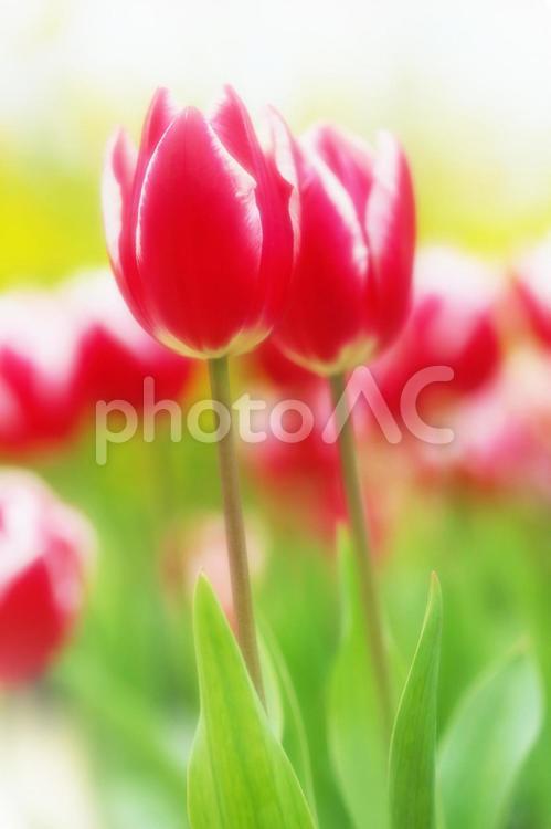 チューリップ_ソフトフォーカス_イメージ チューリップ,花,バックグラウンドの写真素材