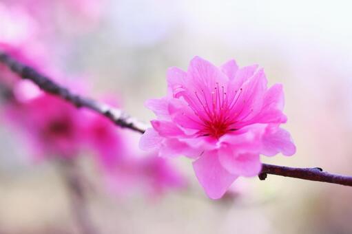 Beautiful pink peach blossoms in spring, JPG Beautiful pink peach blossoms in spring, JPG