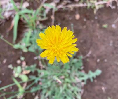 力づよく咲いているタンポポ 力づよく咲いているタンポポの写真