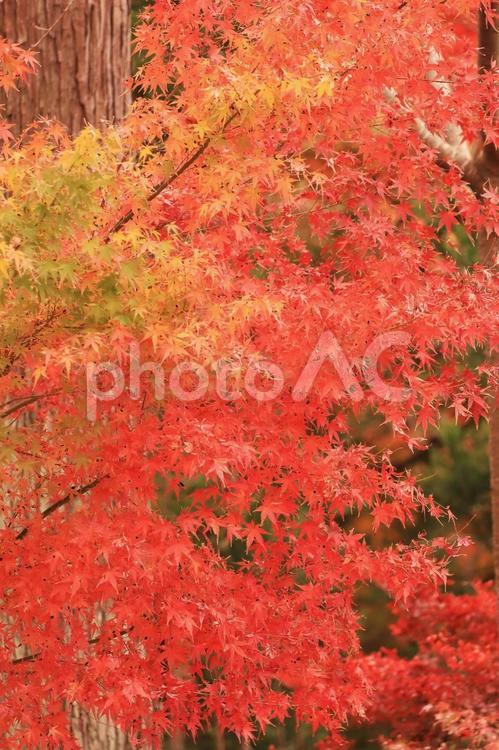 真っ赤に染まるに鮮やかな秋の紅葉の背景 秋,紅葉,モミジの写真素材