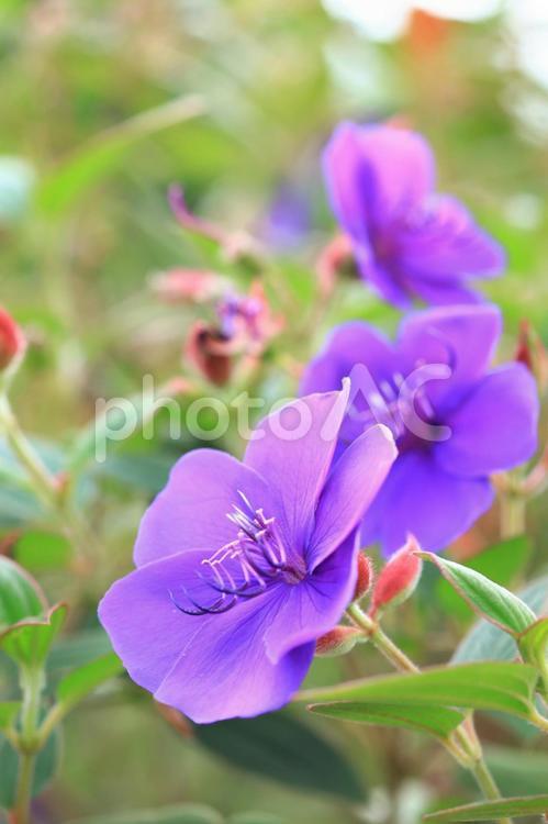 花 花,flower,パープルの写真素材