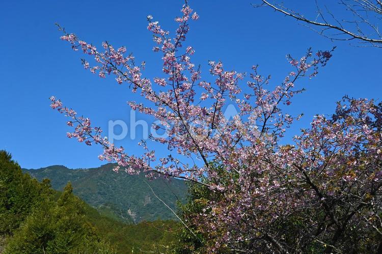 里山　サクラ　桜　和歌山県新宮市　高田 サクラ,桜,山桜の写真素材