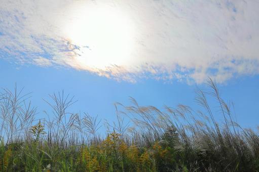 すすき　青空　白い雲　太陽 ススキ,空,青空の写真素材