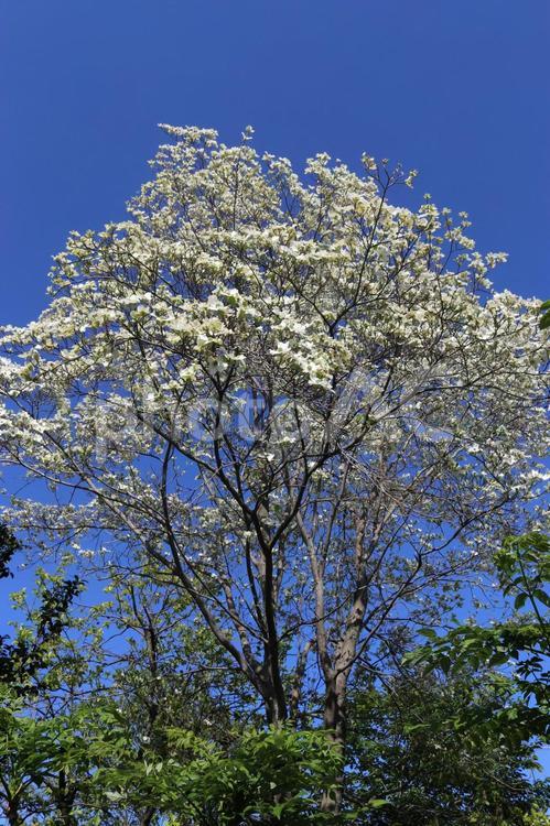 ハナミズキの木 ハナミズキ,葉,自然の写真素材