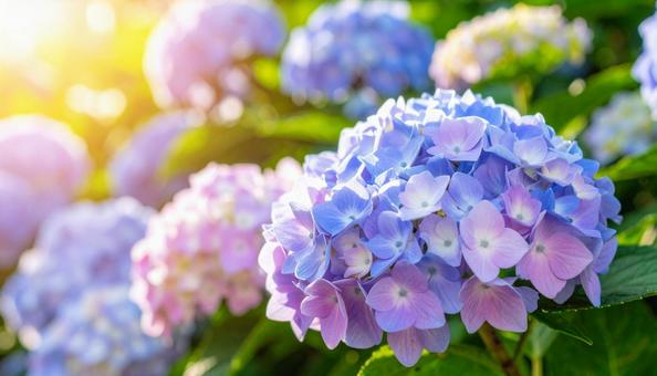 紫陽花の背景（赤青）の写真