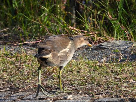 バン　幼鳥 バン,鳥,幼鳥の写真素材