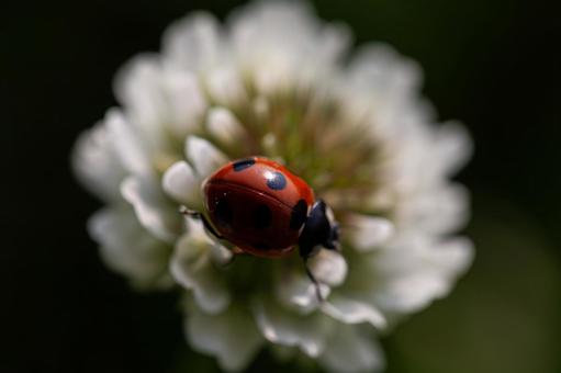 White clover and ladybugs, JPG